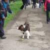 Nasenarbeit mit den Welpen und Junghunden 2019